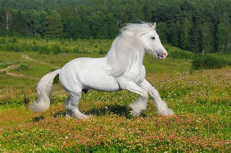 beautiful giant | Horse…Beauty is thy name! | Horses, Shire horse, Friesian horse