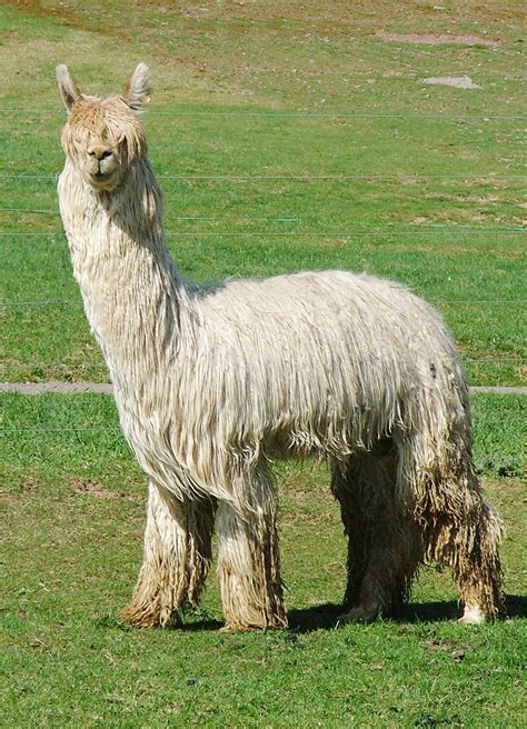 About Alpacas | quintessence-sa