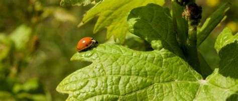 Viticultural Biodiversity - Franciacorta Environmental Sustainability