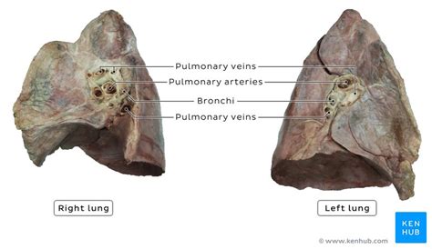 Root Of The Lung - cloudshareinfo