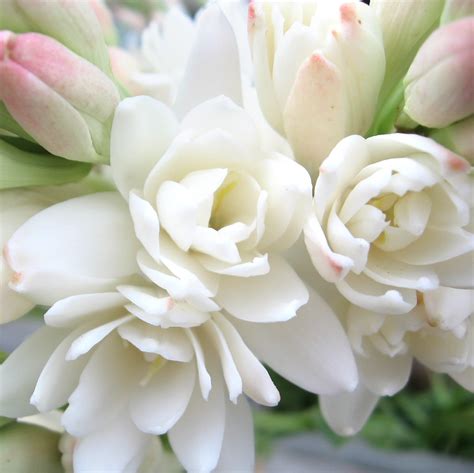 Tuberose Bulbs for Sale – Easy To Grow Bulbs