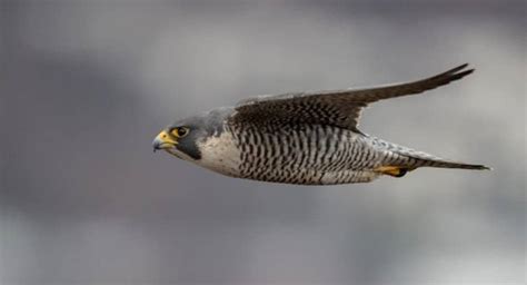 Peregrine Falcon vs Bald Eagle: The Key Differences - Unianimal