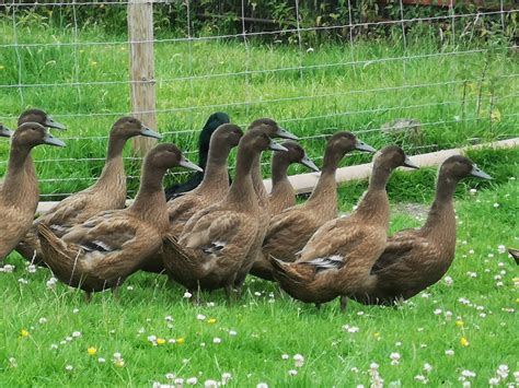 Khaki Campbell Ducklings – Forever North Farm