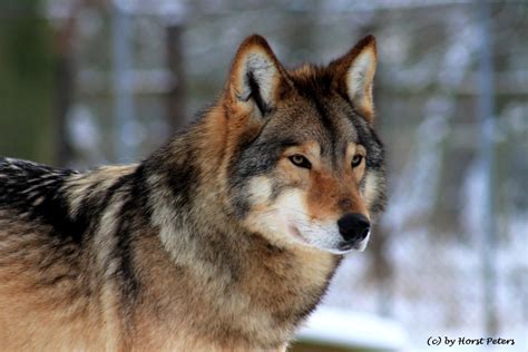 Timber Wolf / Timberwolf 4 by bluesgrass on DeviantArt