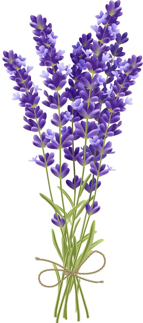 Realistic Lavender Bouquet - Free Vector