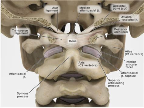 HSCI 101- Joint Anatomy- "Skeletal & Ligaments"- Atlanto-Occipital ...