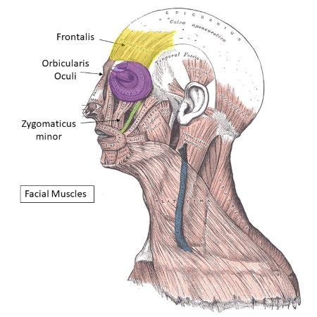 Muscle Exercises Zygomaticus Major Muscle Exercises