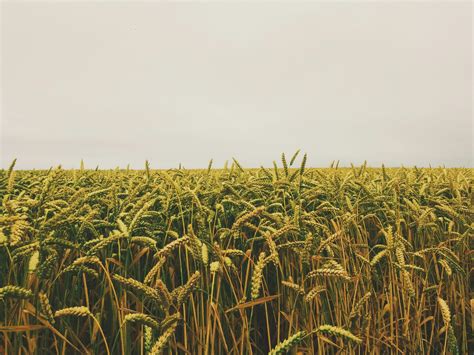 Wheat Field Under Gray Sky · Free Stock Photo