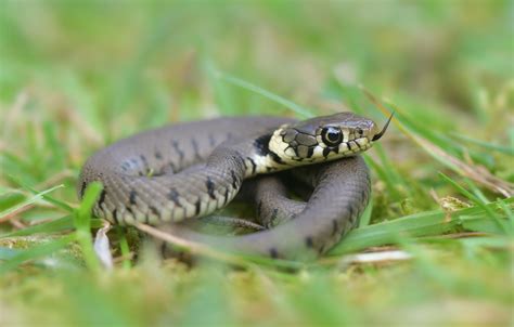 Baby Grass Snake | A first for my garden & a nice surprise w… | Flickr