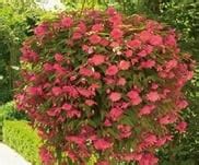 Begonia-Belleconia (Trailing)-Solid Color - Blue Grass Nursery, Sod and Garden Centre: Calgary ...