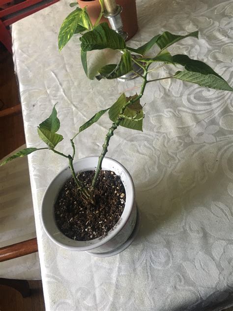 Is there any way to save my poinsettia? I’ve had it for about 6 months, but a few months ago it ...