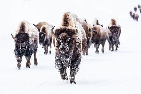 Royalty-Free photo: Group of bison during snowy weather | PickPik