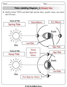 Moon Phases And Tides Worksheet