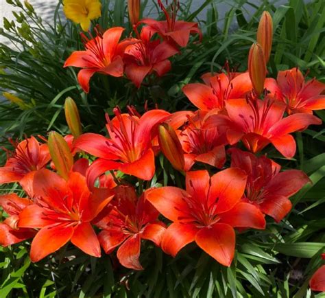 Asiatic Lily: Everything You Need to Know - Gardening Flow