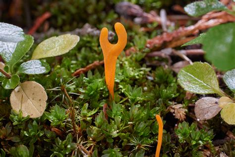 Weird mushrooms of the Pacific Northwest