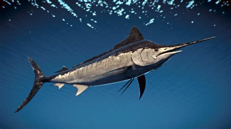 Black Marlin - New Species V1.10 | Planet Zoo Mod Download