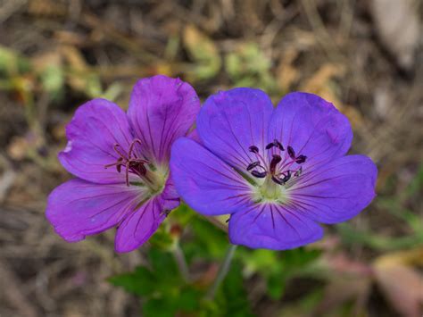 Geranium 'Gerwat', 2016 | "Geranium 'Gerwat', 2016, ROZANNE … | Flickr