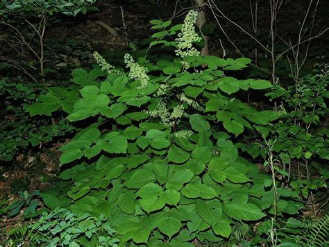 Aralia racemosa | Plants, Foliage plants, Perennial garden