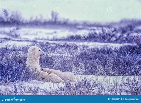 Polar Bear Nursing Cub,photo Art Stock Image - Image of snowing ...