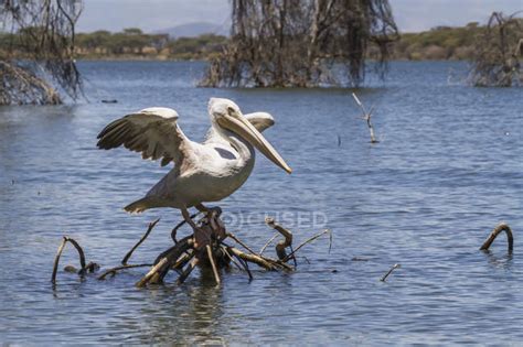 Pink-backed pelican — ecology, animal - Stock Photo | #167576140