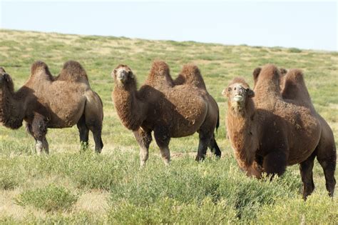 Off to Mongolia - Land of Blue Sky!: The Animals and Nomads of the Mongolian Steppe Plains