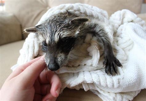 Barn Cat Helped Rescued Raccoon Get Back to the Wild | Cat help, Raccoon, Cats