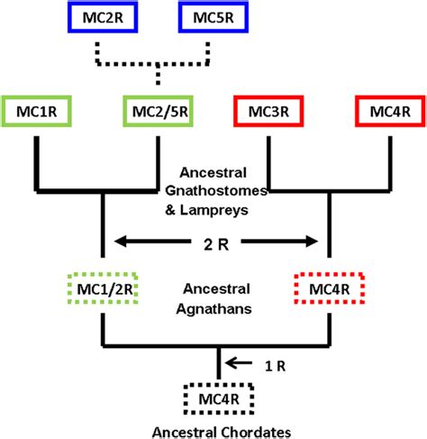 Melanocortins