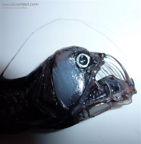 Real Monstrosities: Deep Sea Dragonfish