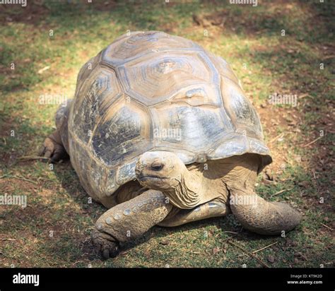 Aldabra giant tortoise Stock Photo - Alamy