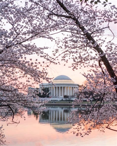 Washington DC Cherry Blossom Photos | Washington DC Wedding + Portrait ...