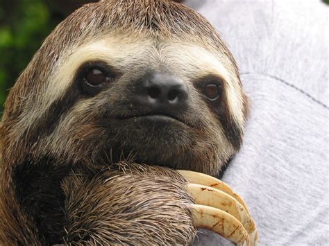 50 Funny Sloth Facts! LOL! • Random Facts for Kids