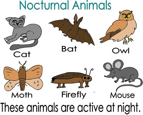 nocturnal_animals_flashcard.gif (692×559) | Nocturnal animals, Nocturnal animals activities ...