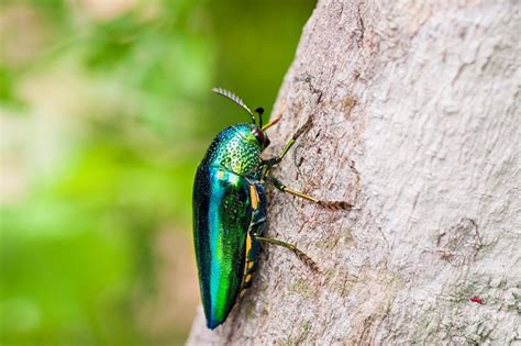 Jewel-beetle - KHAO SOK National Park, Thailand