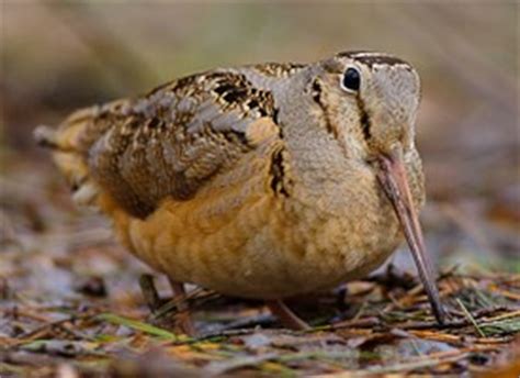 American Woodcock, Identification, All About Birds - Cornell Lab of Ornithology