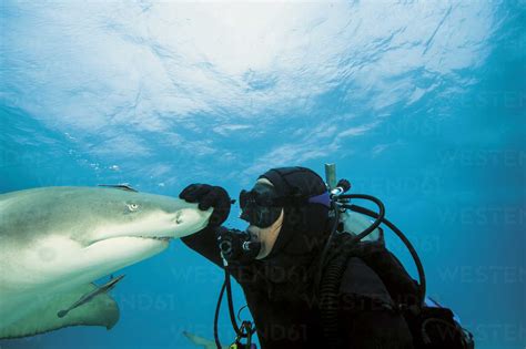 Bahamas, Diver playing with atlantic lemon shark – Stockphoto