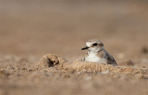 640+ Kentish Plover Photos Stock Photos, Pictures & Royalty-Free Images ...