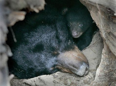 Why Amazing Discoveries About Bear Hibernation May Help Improve Human Health | Smithsonian