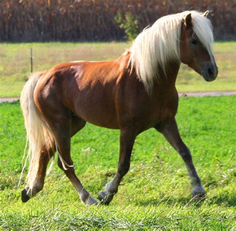 Haflinger Horse Info, Temperament, History, Pictures