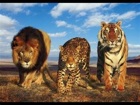 Tiger vs Jaguar vs Lion fight,Jaguar more agile and intelligent than Tiger and Lion - YouTube