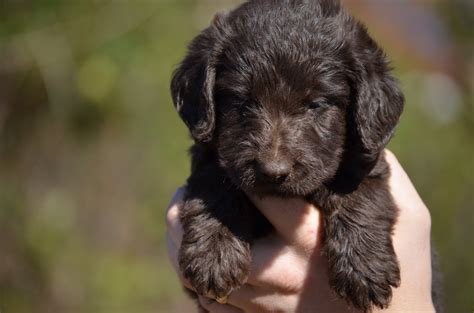 Mini Labradoodle Puppies