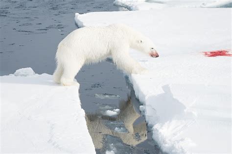 photoscope: polar bears and walrus of Svalbard/ Spitzberg