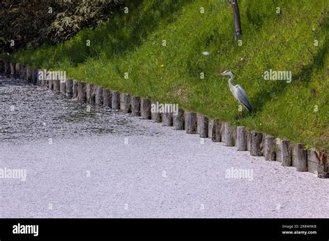 Cherry blossoms in Hirosaki Park Stock Photo - Alamy