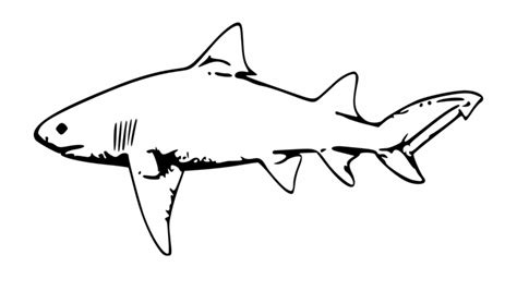 shark outline clipart 10 free Cliparts | Download images on Clipground 2024