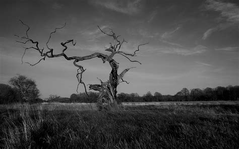 Bare tree grayscale photography, trees, monochrome, grass, nature HD wallpaper | Wallpaper Flare