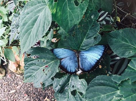 Mariposas de Mindo - Butterfly Garden - 2020 All You Need to Know ...