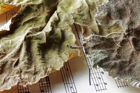 Dry Vine Leaves On Sheet Music Free Stock Photo - Public Domain Pictures