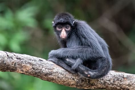 Life in the Peruvian Amazon – Iquitos and Beyond - Travel & Cultural ...