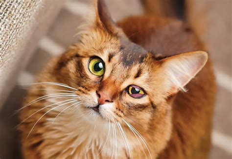 Feline Herpesvirus and Treatment - Animal Vision Center of VA