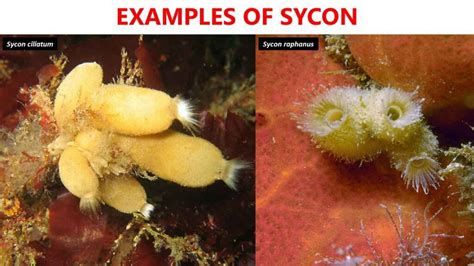 Sycon Characteristics, Examples & Facts | Free Biology Notes - Rajus ...