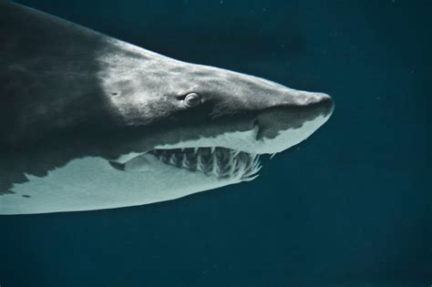 Offshore Winds: Long Beach Aquarium